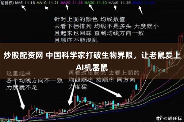 炒股配资网 中国科学家打破生物界限，让老鼠爱上AI机器鼠